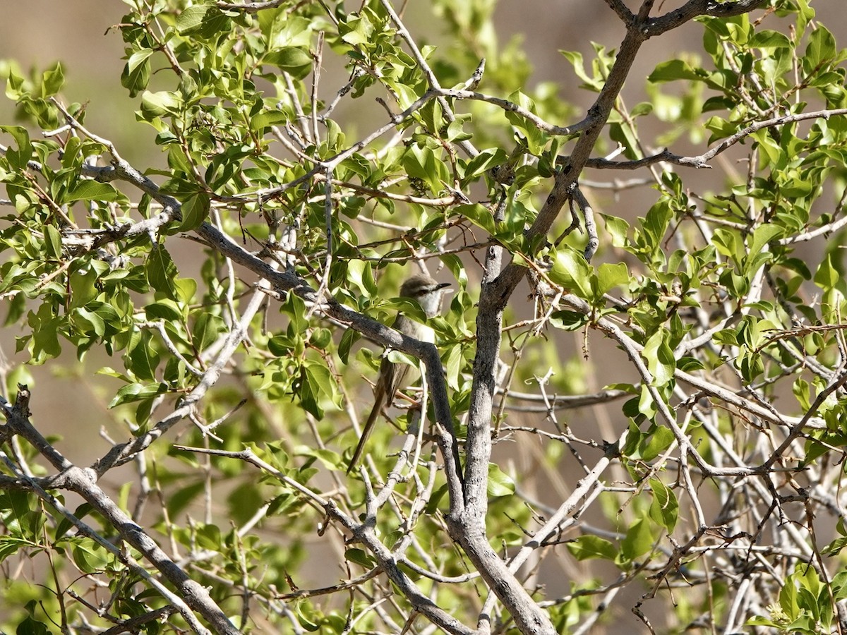 Prinia à plastron - ML627256266