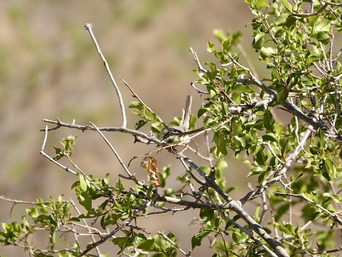 Prinia à plastron - ML627256267