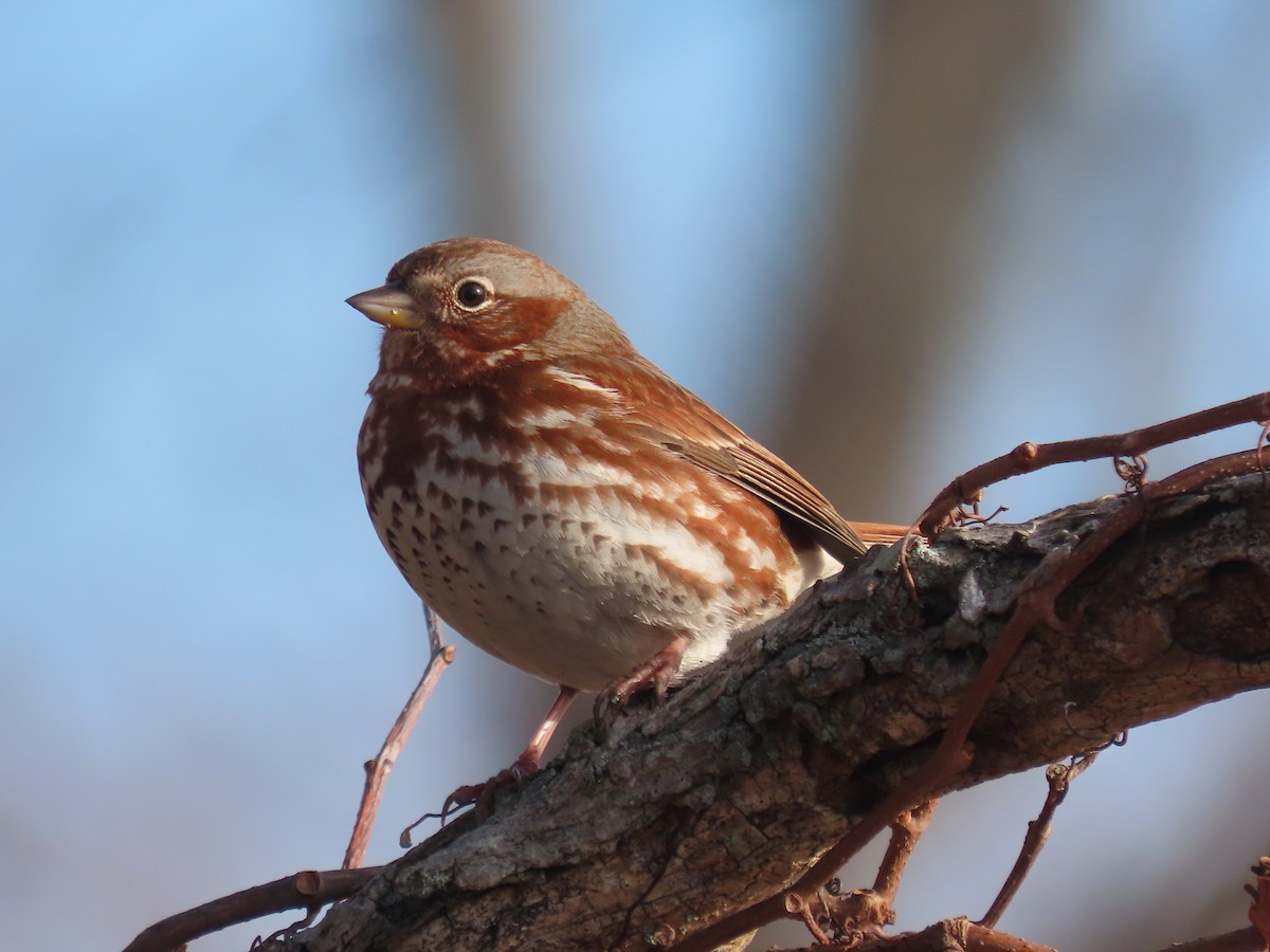 Fox Sparrow - ML627256287