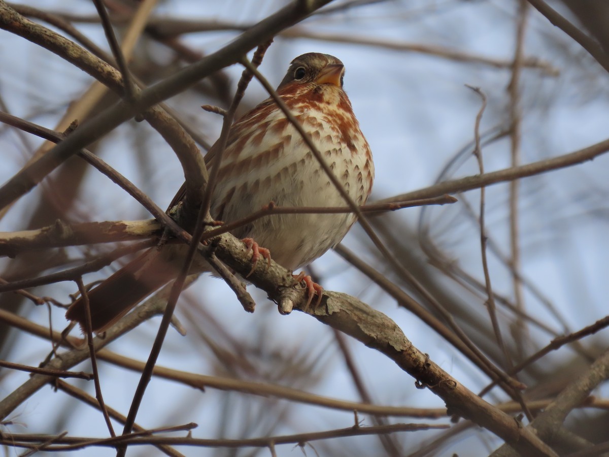 Fox Sparrow - ML627256288