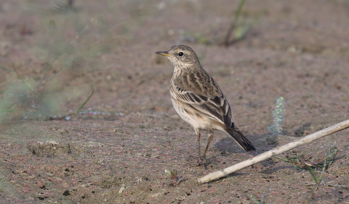 Water Pipit - ML627256357