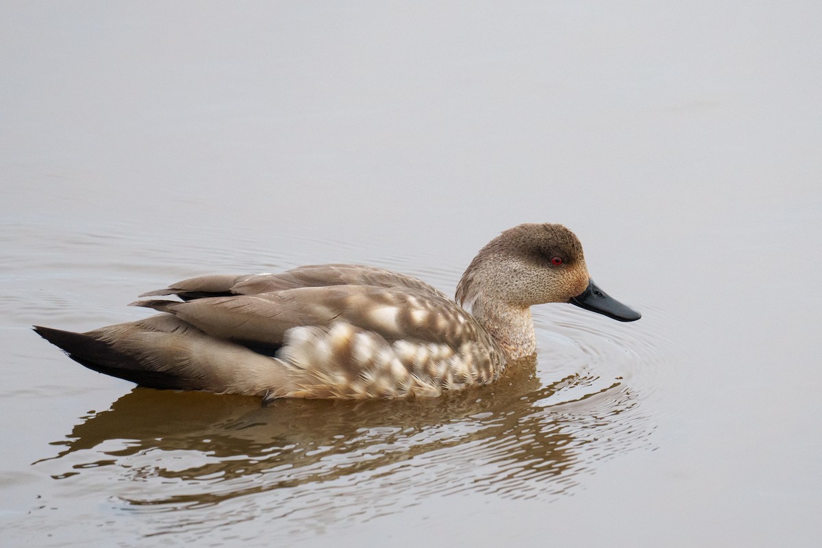 Crested Duck - ML627256485