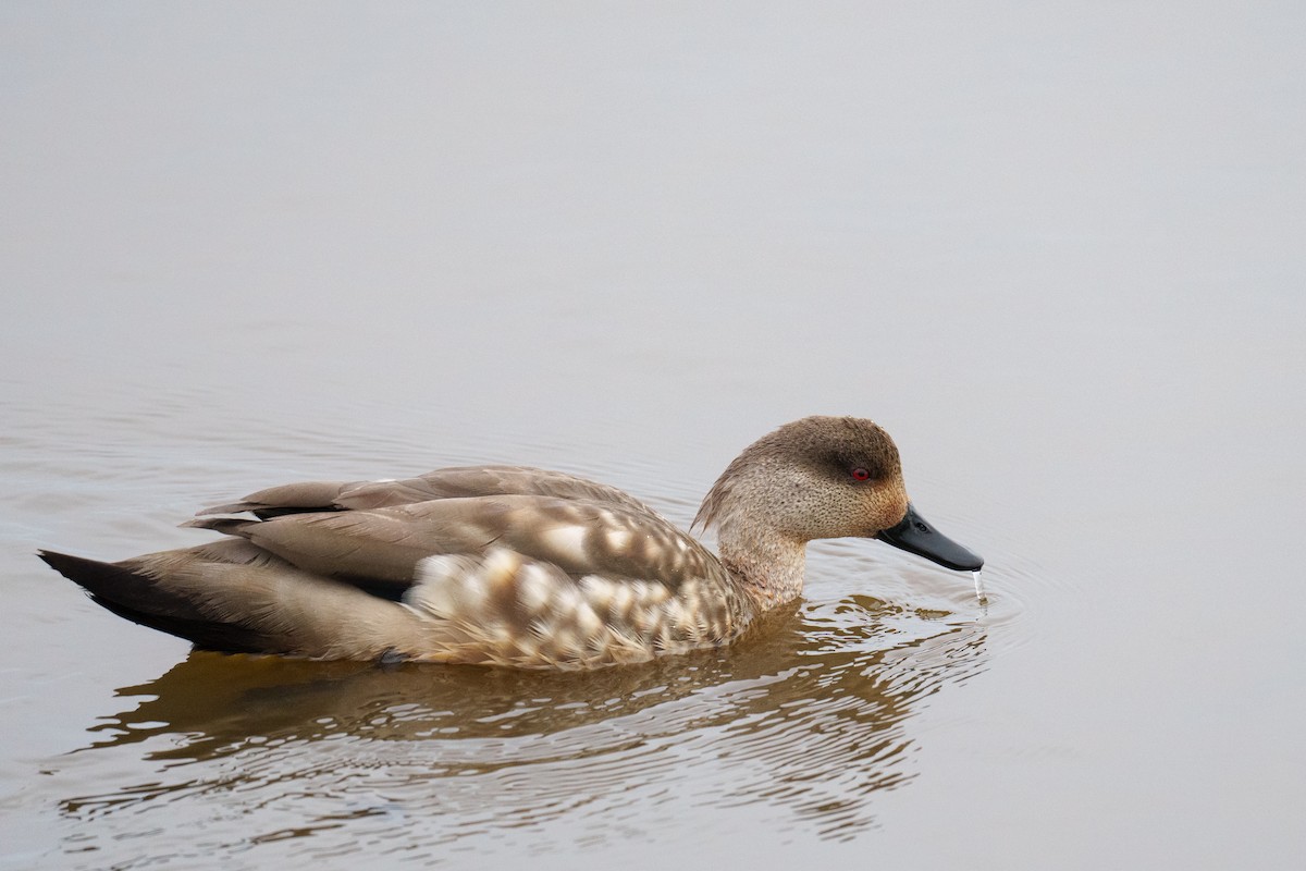 Crested Duck - ML627256486