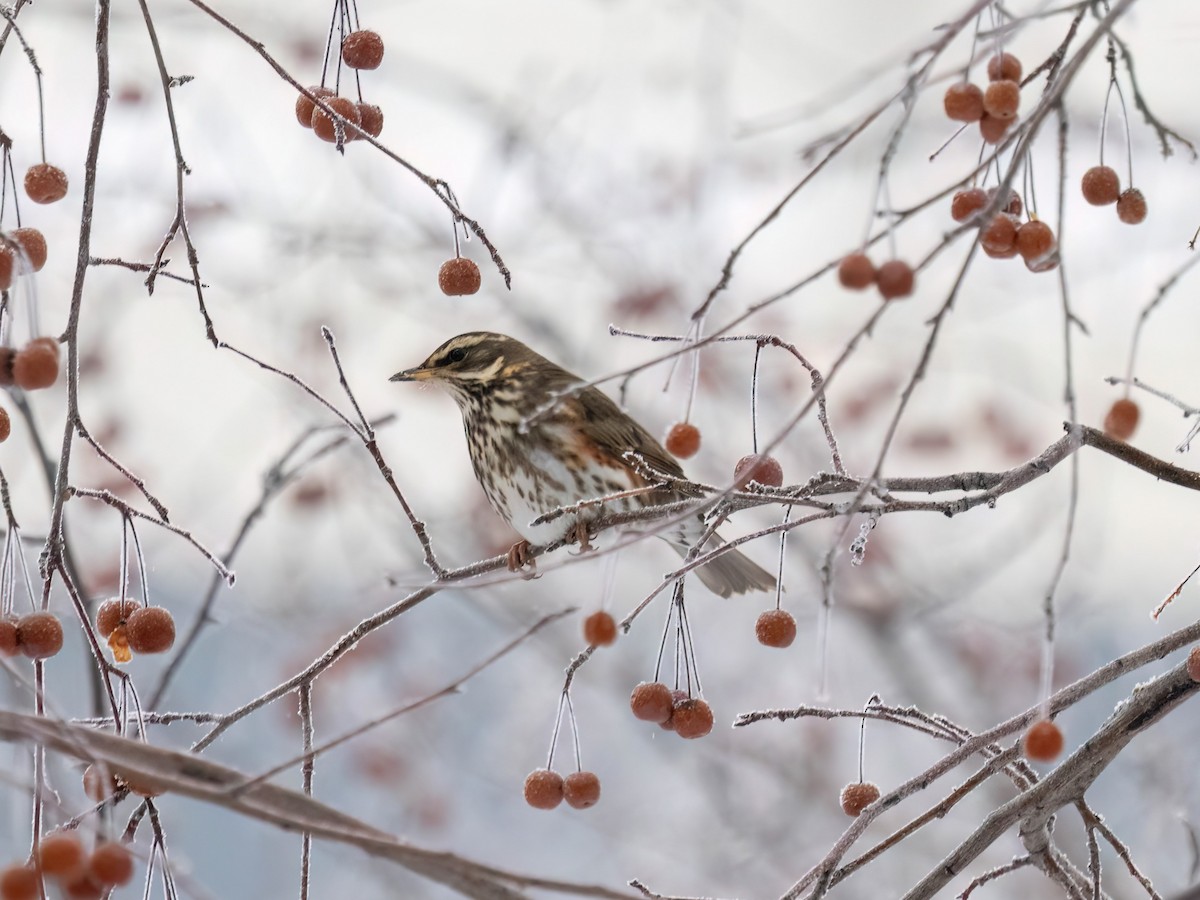 Redwing - ML627257007