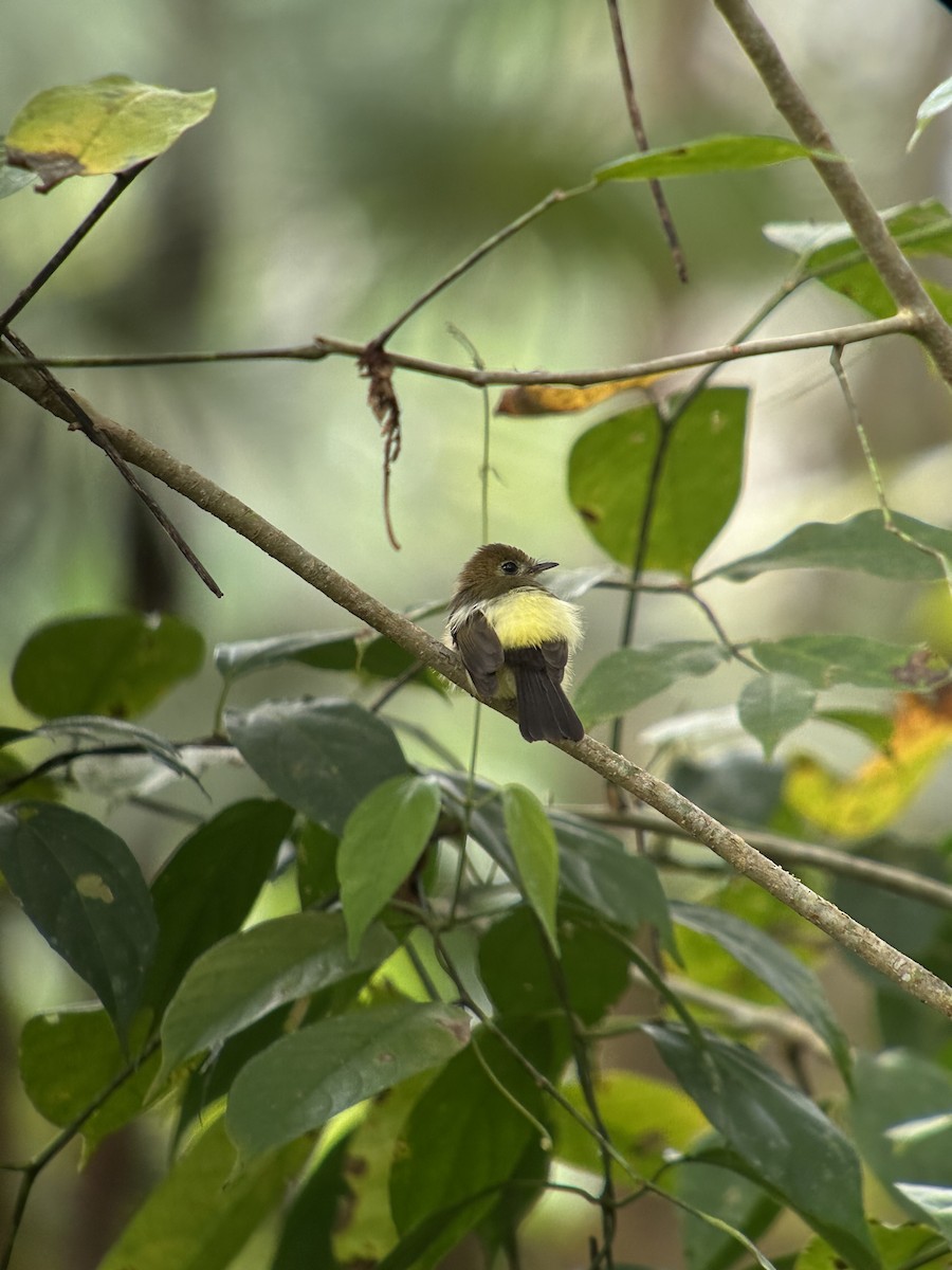 Sulphur-rumped Flycatcher - ML627257022