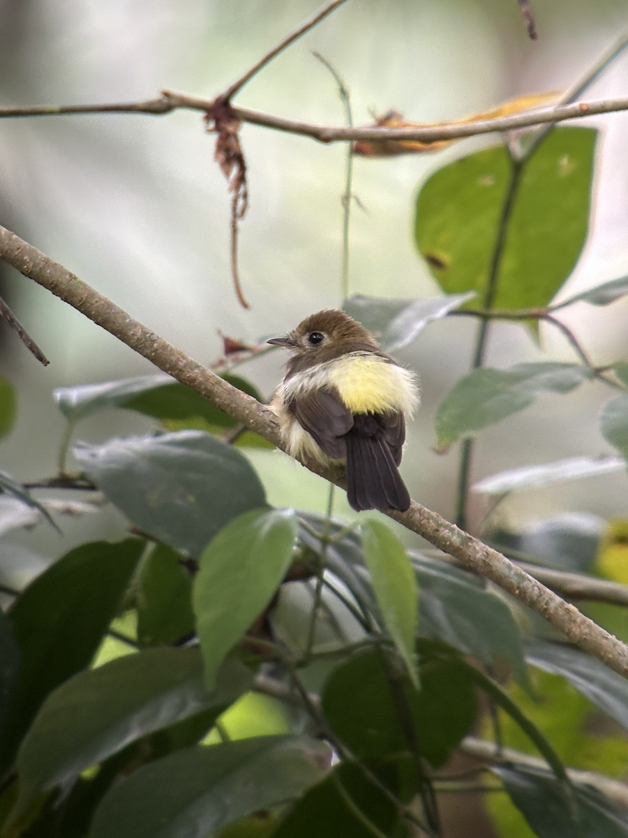 Sulphur-rumped Flycatcher - ML627257023