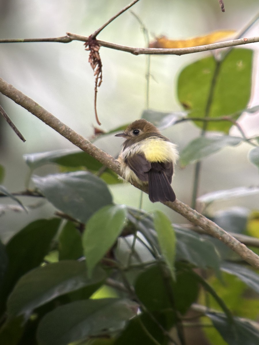 Sulphur-rumped Flycatcher - ML627257024