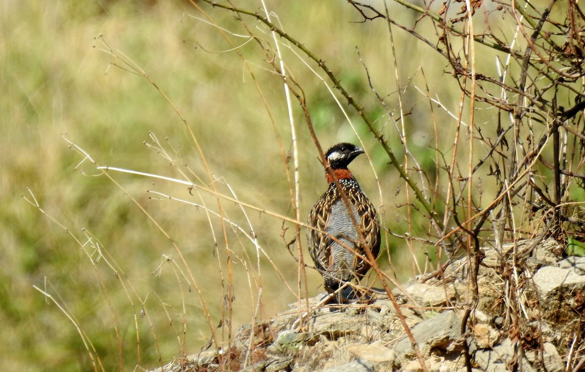 Black Francolin - Shwetha Bharathi