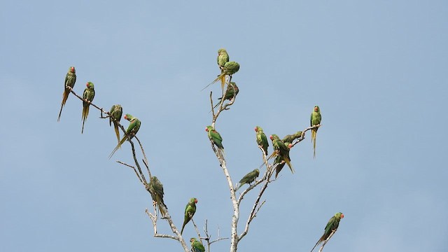 Alexandrine Parakeet - ML627257212