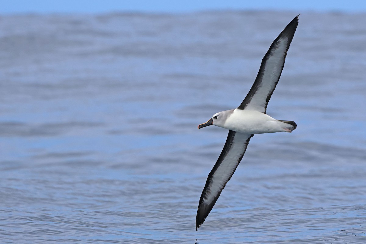 Atlantic Yellow-nosed Albatross - ML627257234