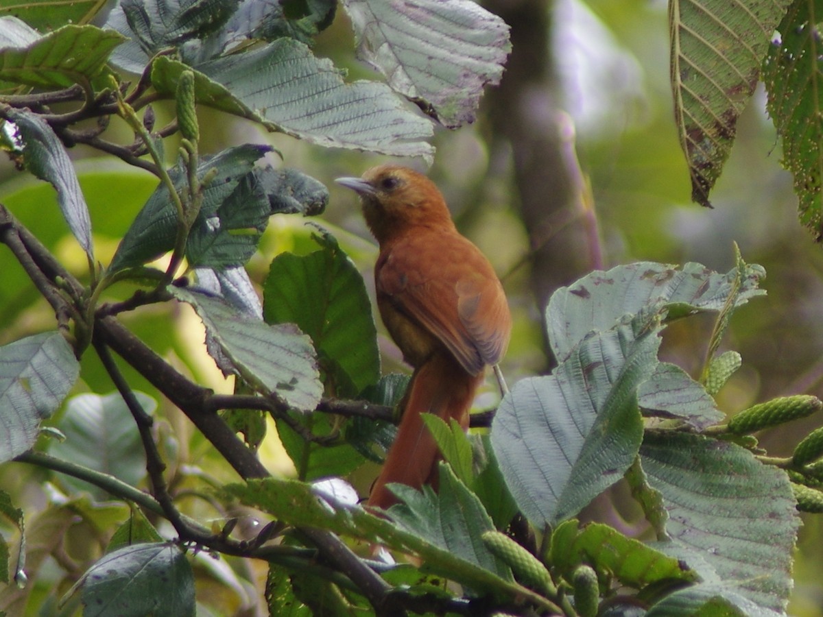 Russet-mantled Softtail - ML627257268