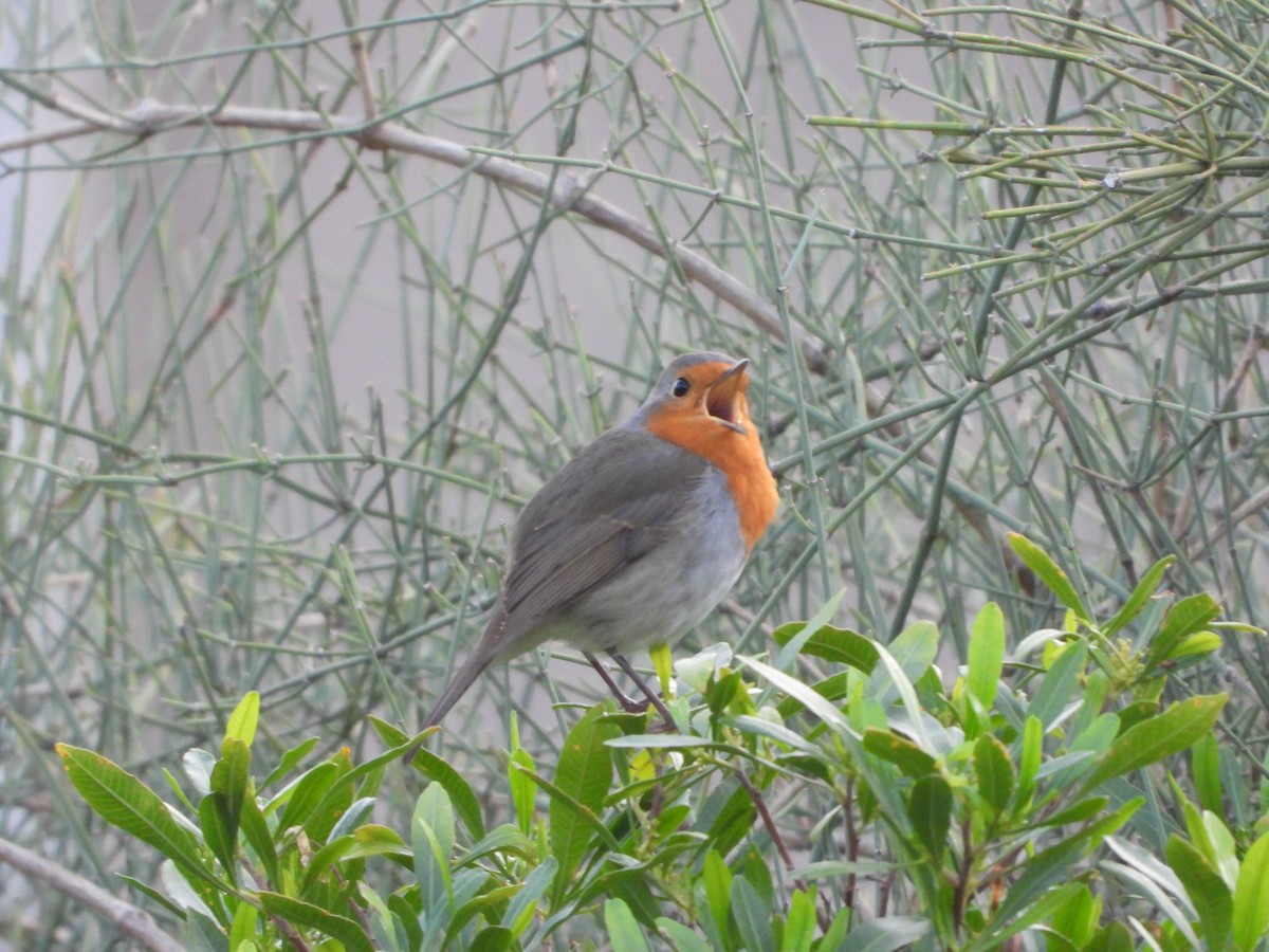 European Robin - ML627257386