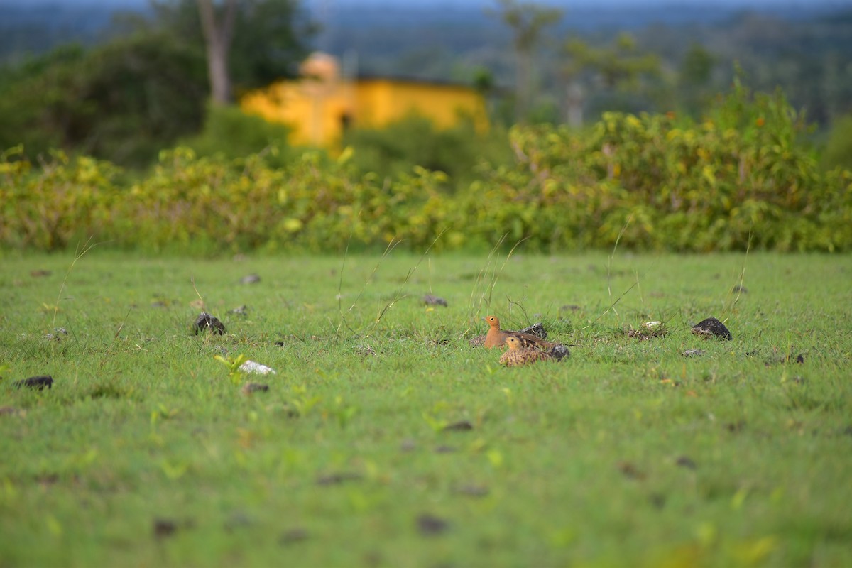 Chestnut-bellied Sandgrouse - ML627257476