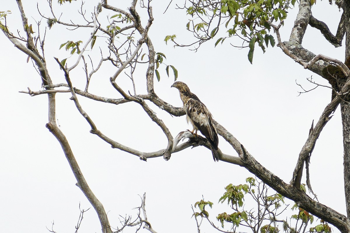 Oriental Honey-buzzard - ML627257478