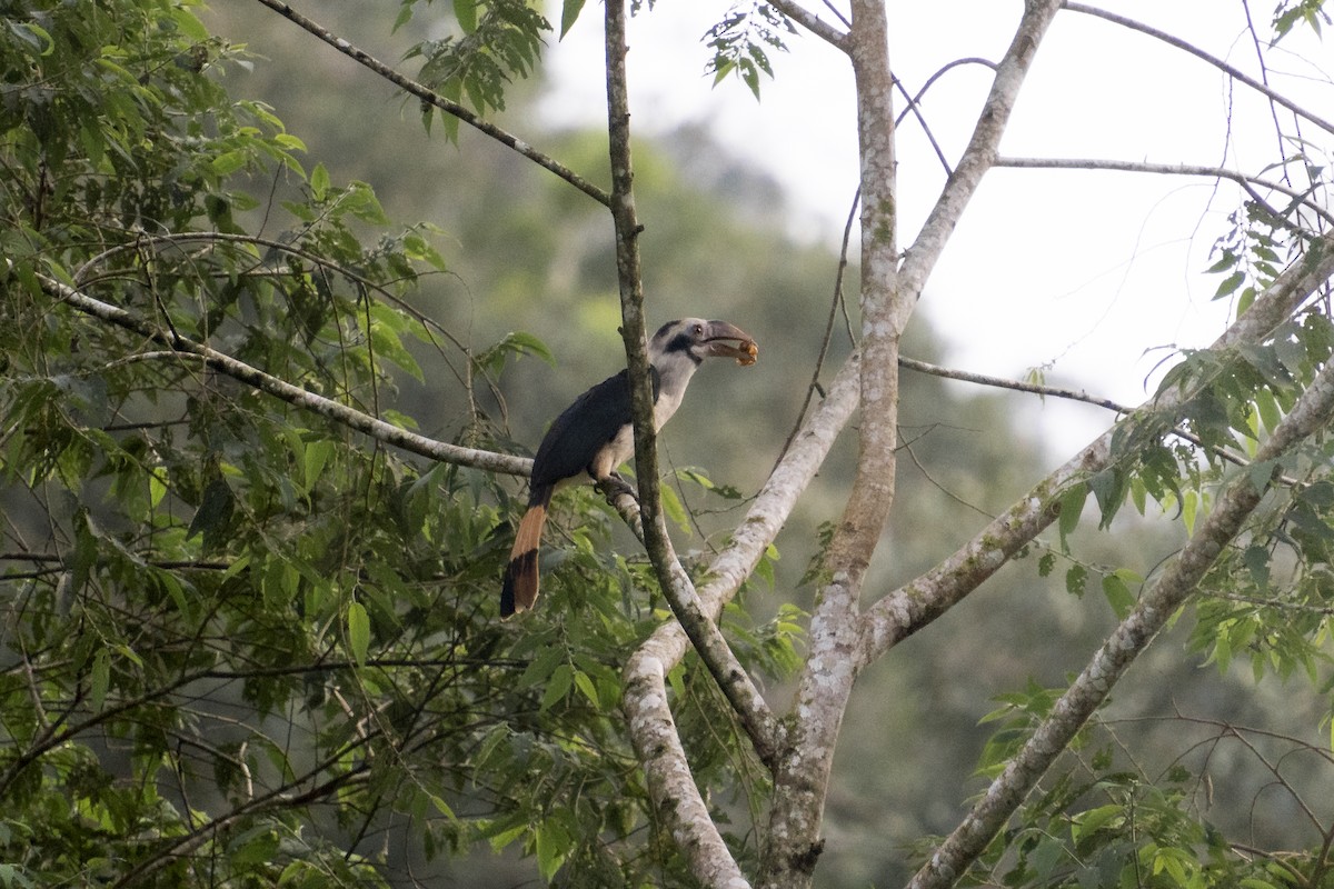 Mindanao Hornbill - ML627257483