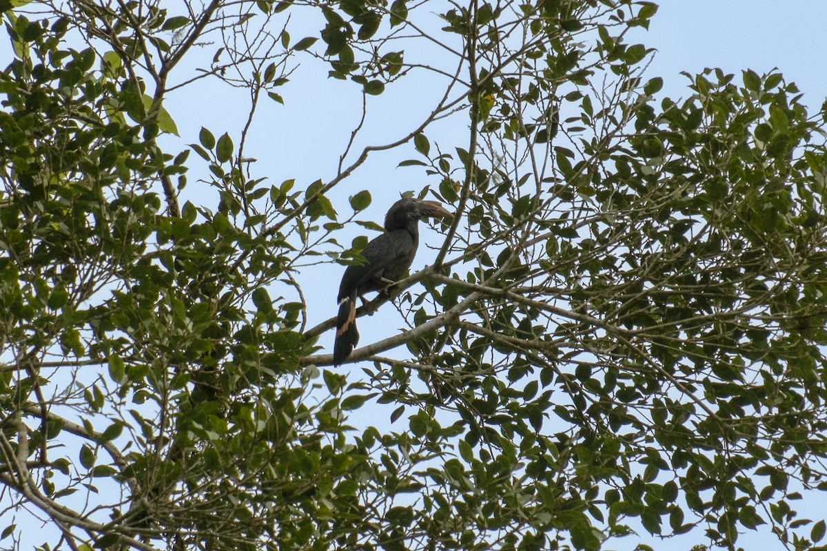 Mindanao Hornbill - ML627257484