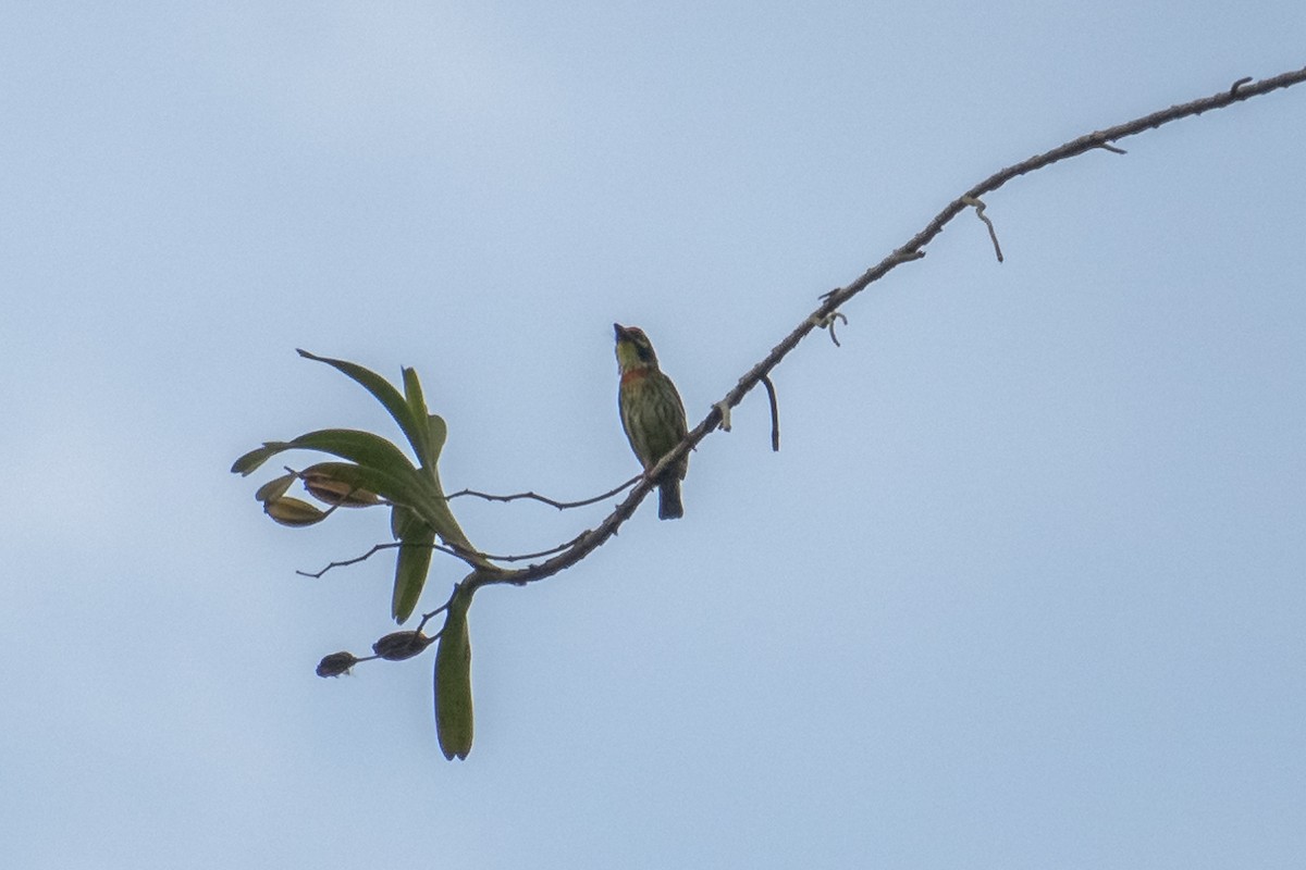 Coppersmith Barbet - ML627257485