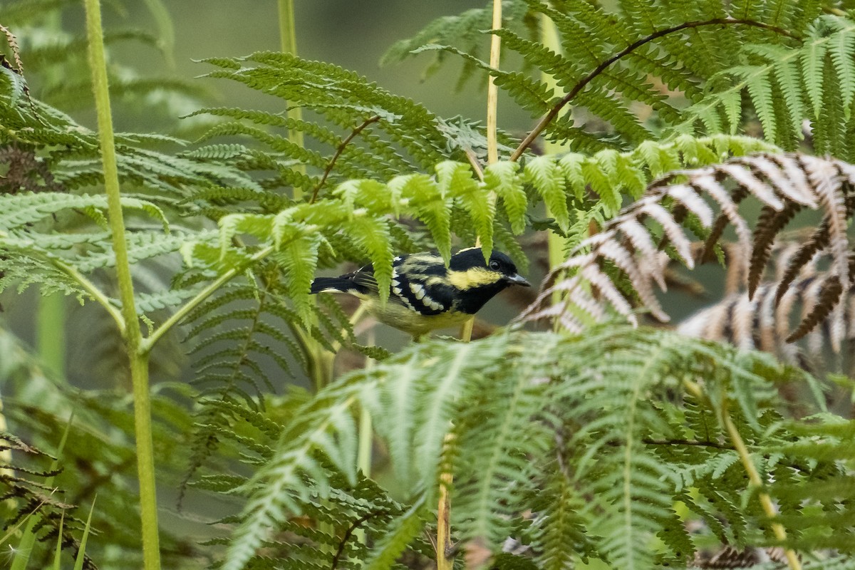 Elegant Tit - ML627257490