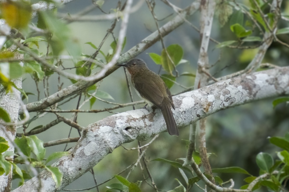 Philippine Bulbul - ML627257492