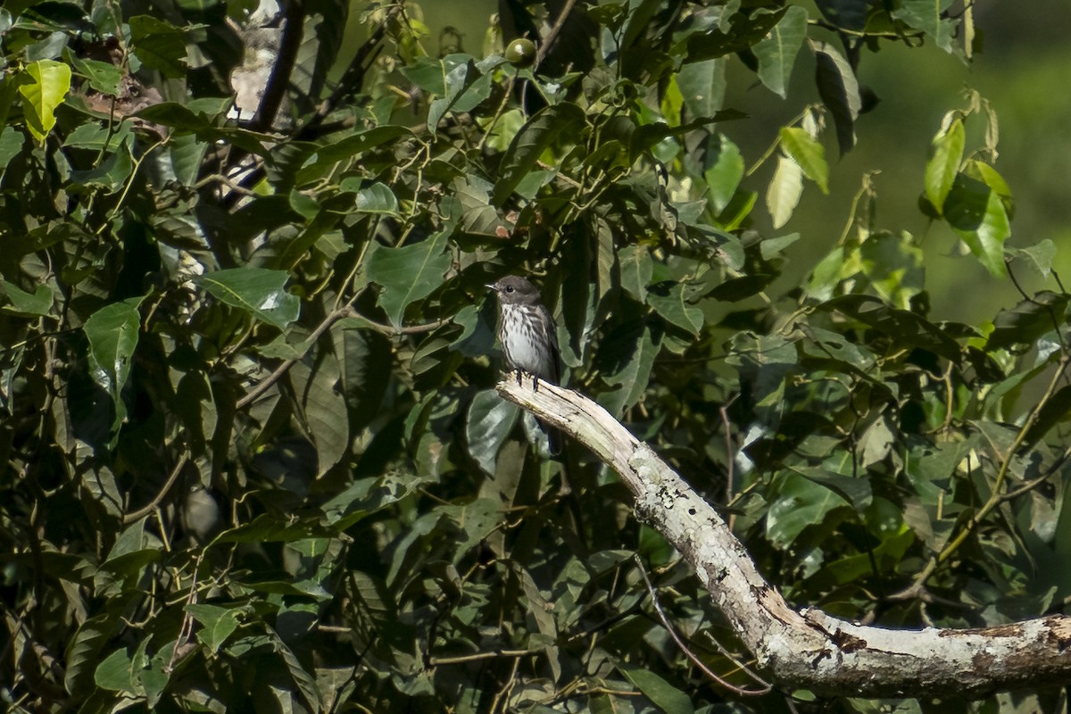 Gray-streaked Flycatcher - ML627257501