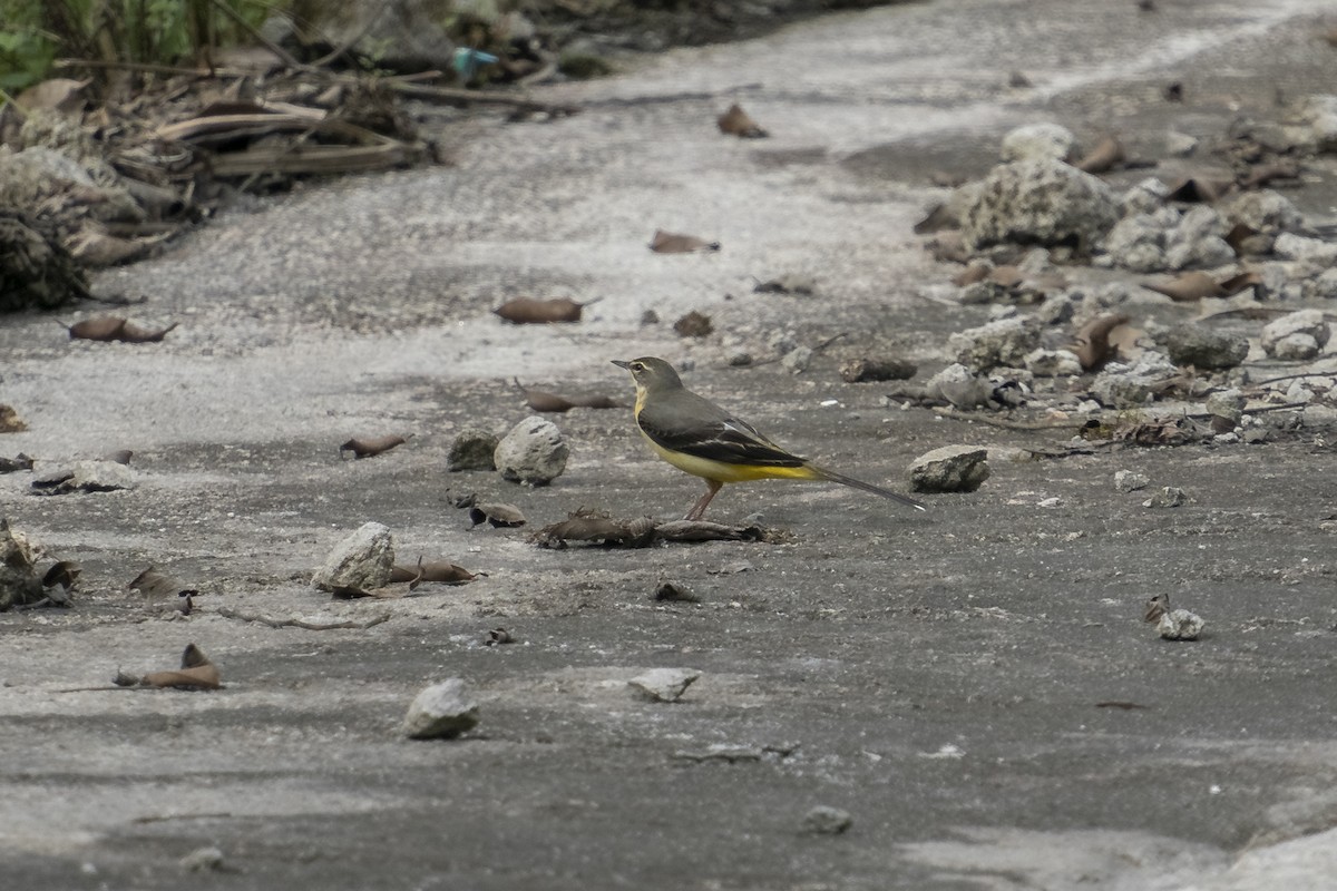 Gray Wagtail - ML627257502