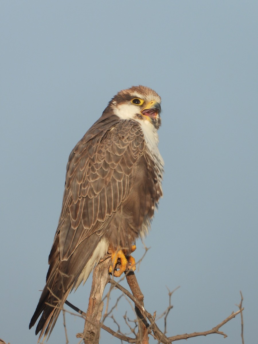 Laggar Falcon - ML627257651