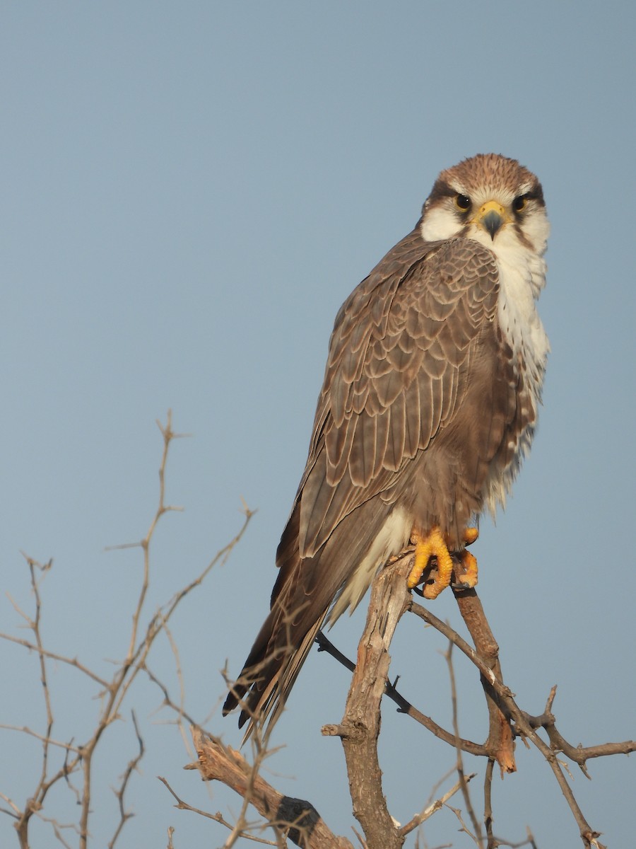 Laggar Falcon - ML627257653