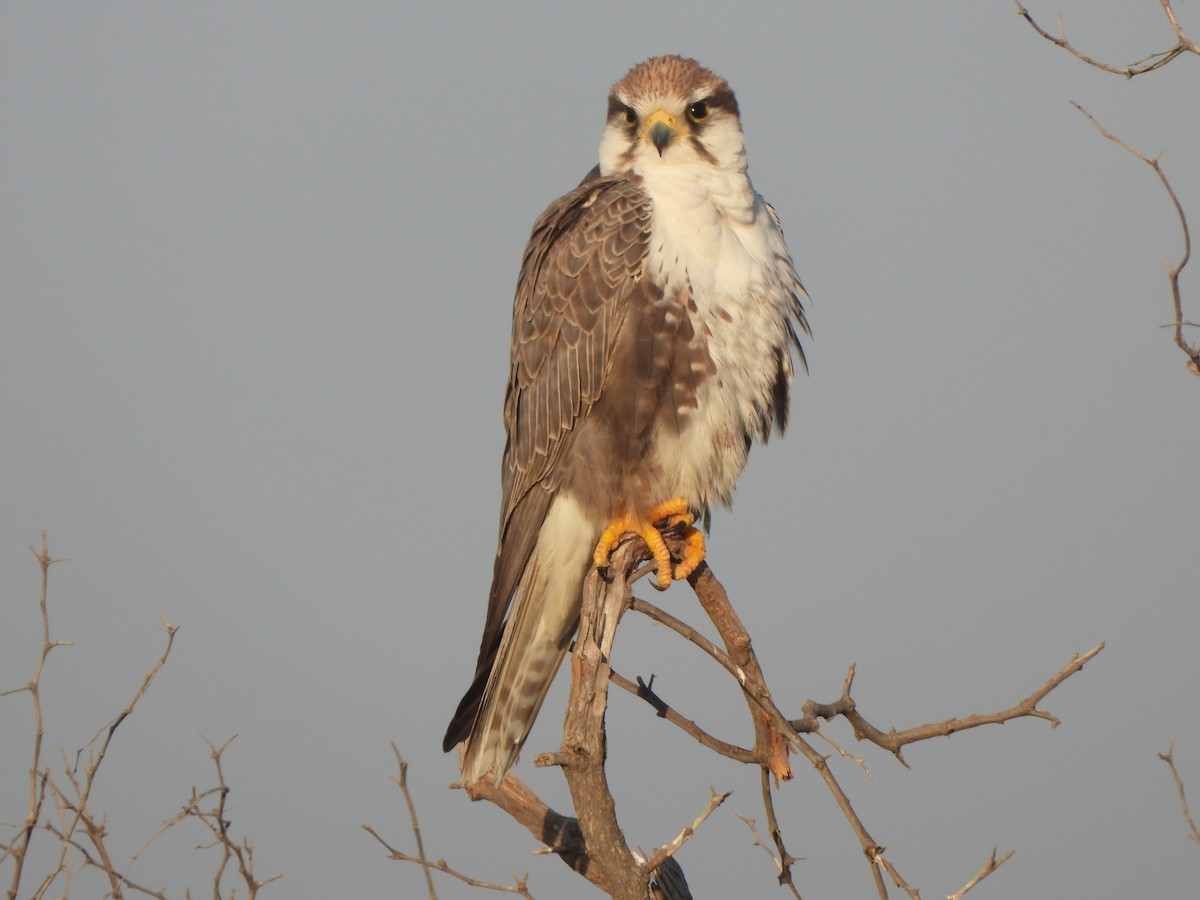 Laggar Falcon - ML627257656