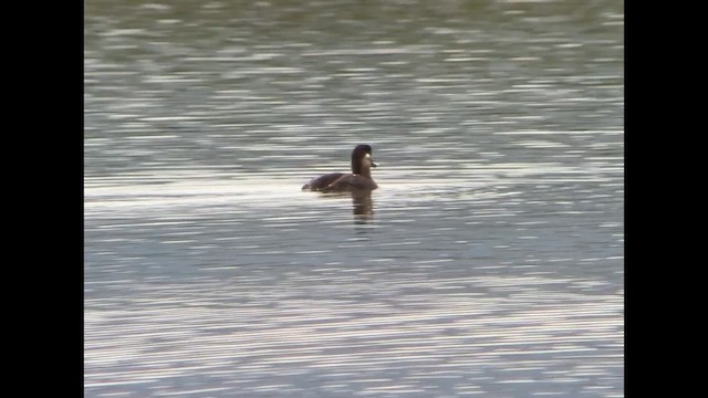 Surf Scoter - ML627257667