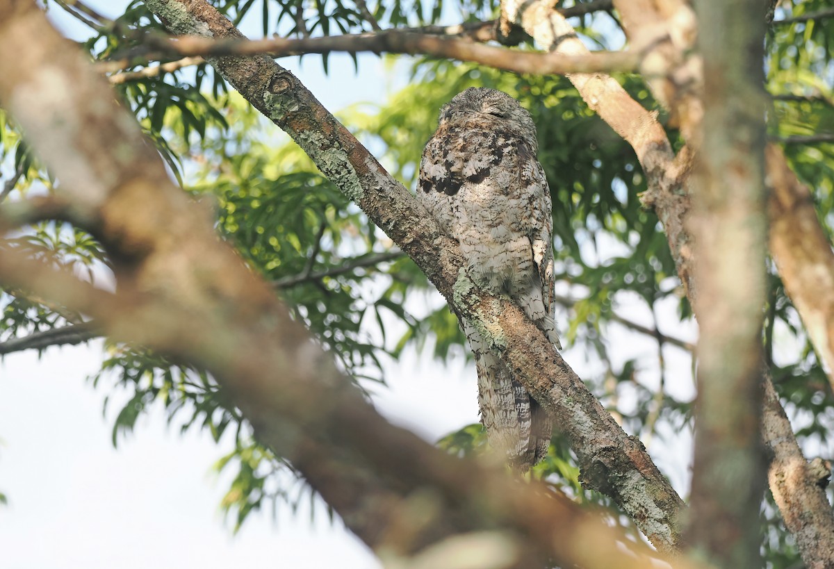 Great Potoo - ML627257915