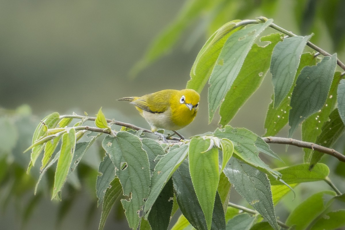 Warbling White-eye - ML627257944