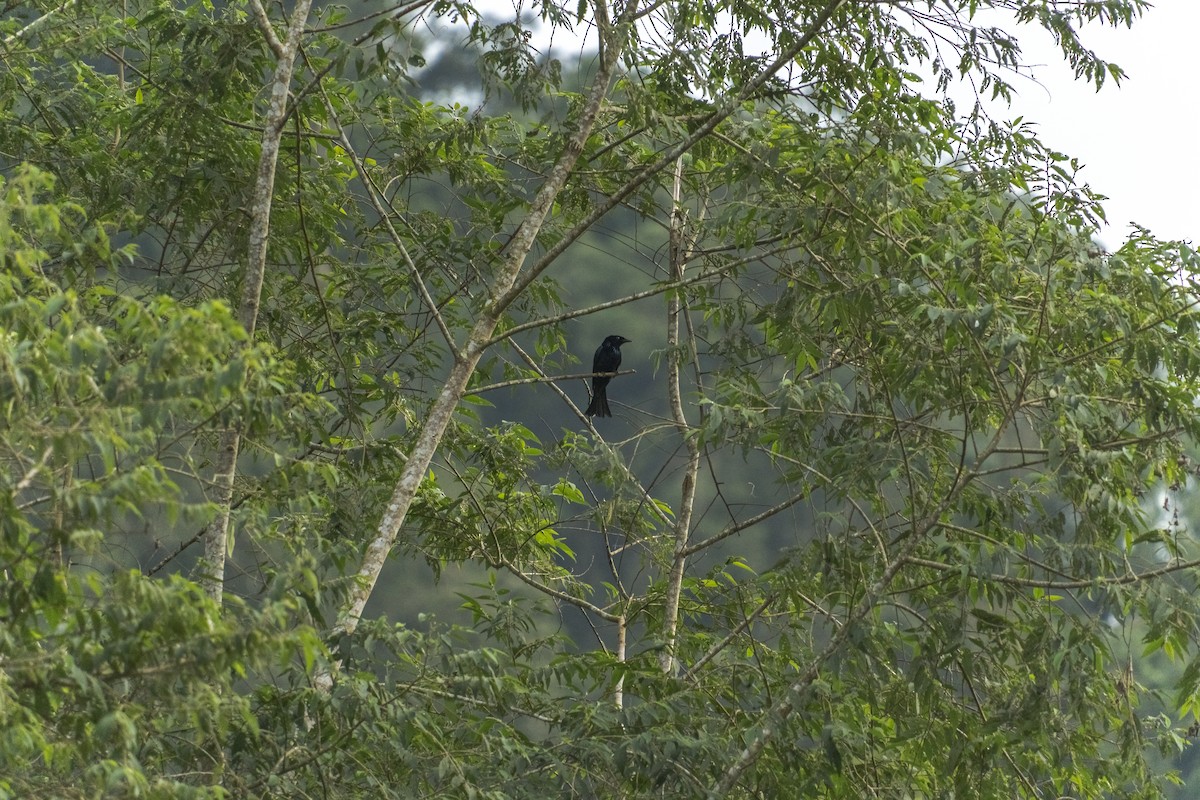 Short-tailed Drongo - ML627258026