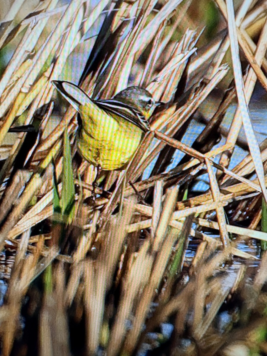 Western Yellow Wagtail - ML627258033