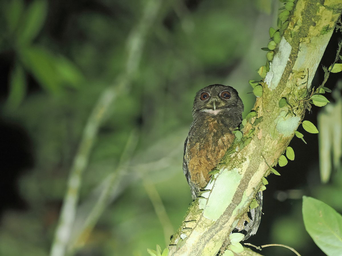 Amazon Puhucuğu - ML627258273