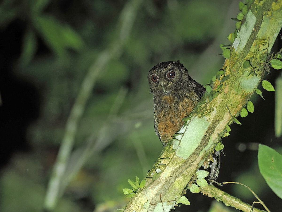 Amazon Puhucuğu - ML627258282