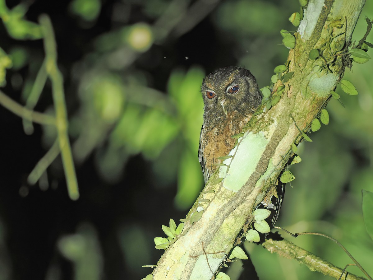 Amazon Puhucuğu - ML627258289