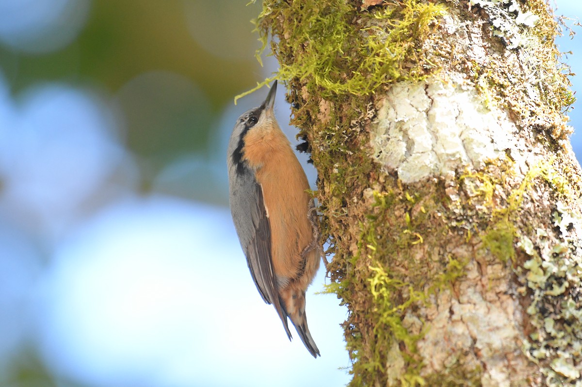 Eurasian Nuthatch (Chinese) - ML627258334