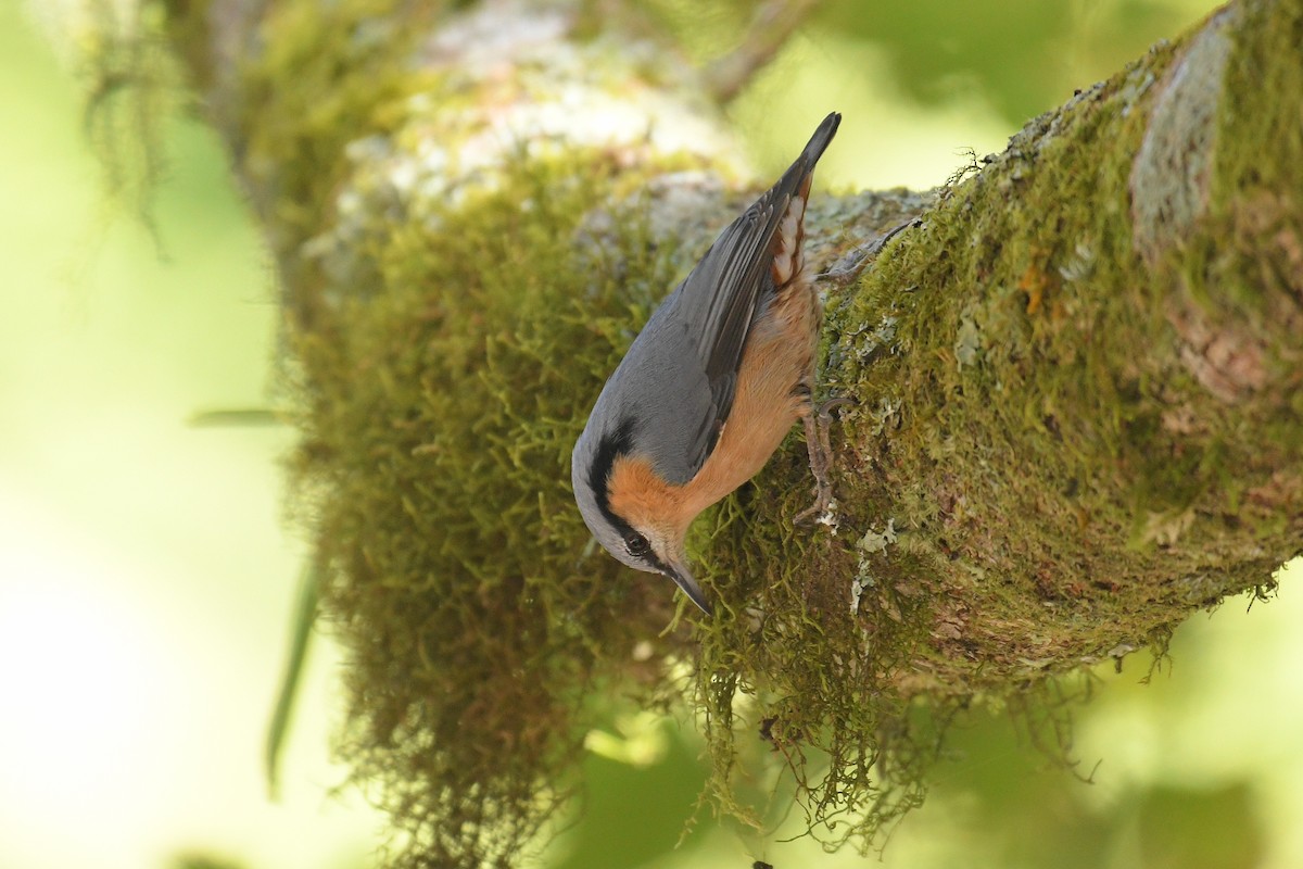 Eurasian Nuthatch (Chinese) - ML627258335