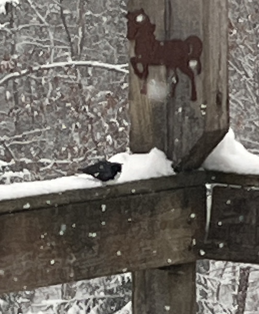 Black-throated Blue Warbler - ML627258366