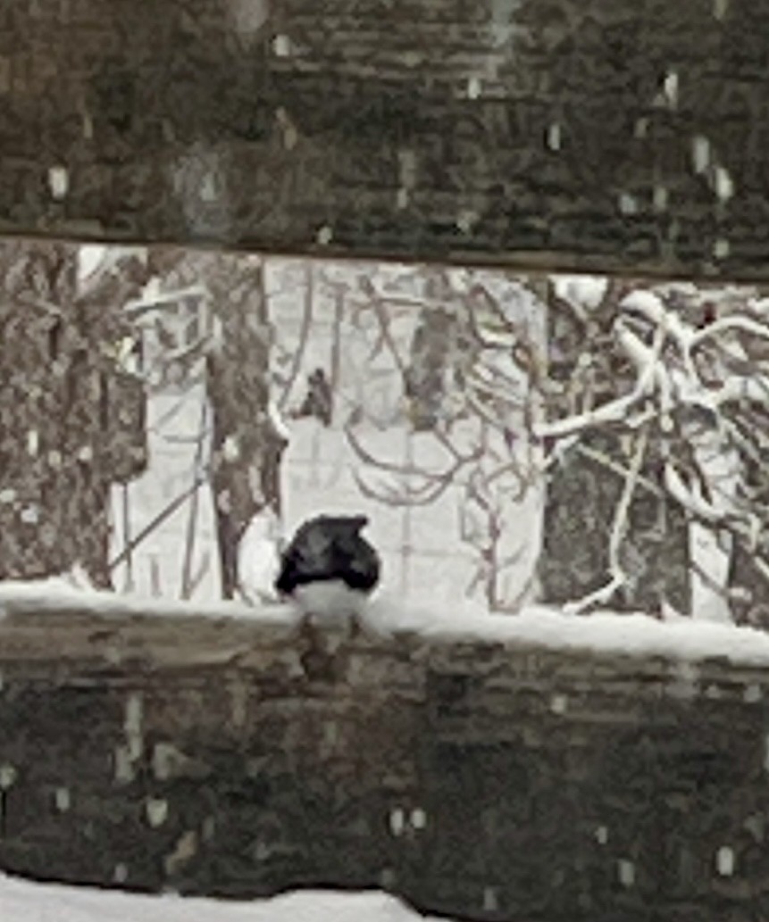 Black-throated Blue Warbler - ML627258367