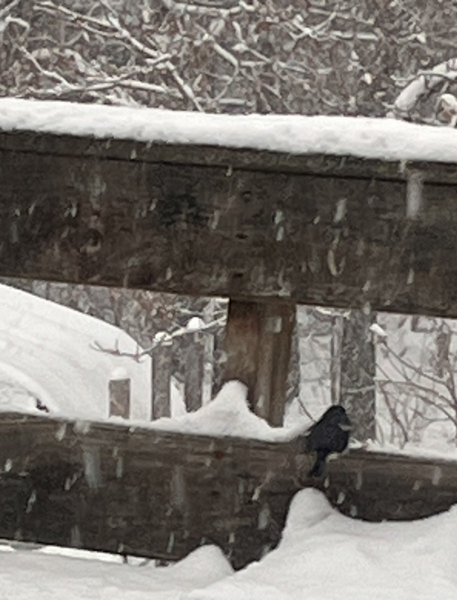 Black-throated Blue Warbler - ML627258368