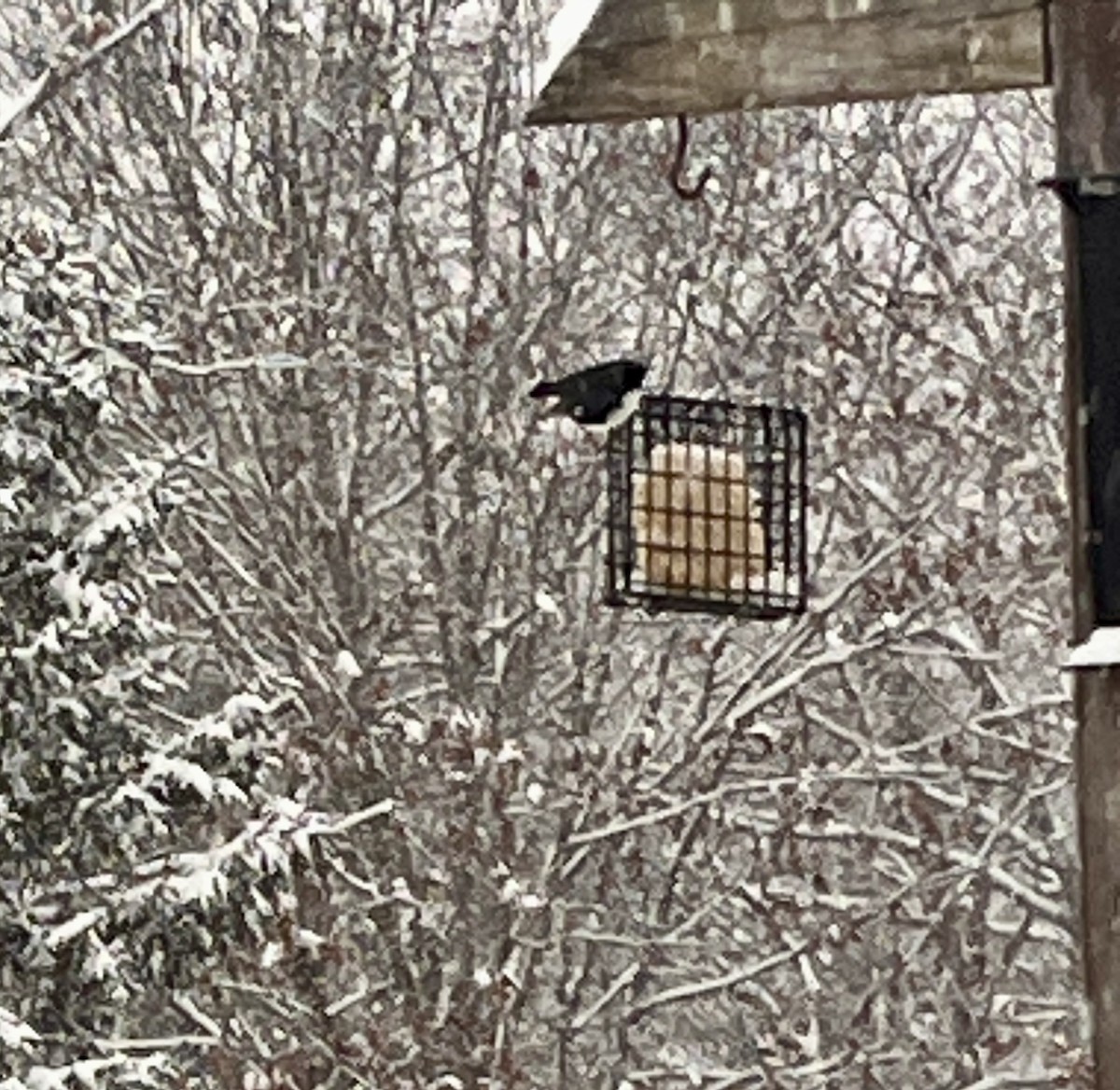 Black-throated Blue Warbler - ML627258369