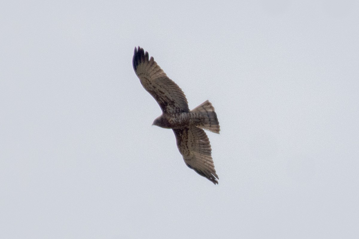 Short-toed Snake-Eagle - ML627258420