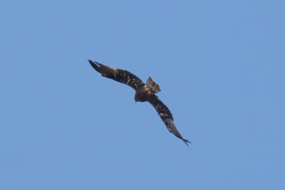 Booted Eagle - ML627258423