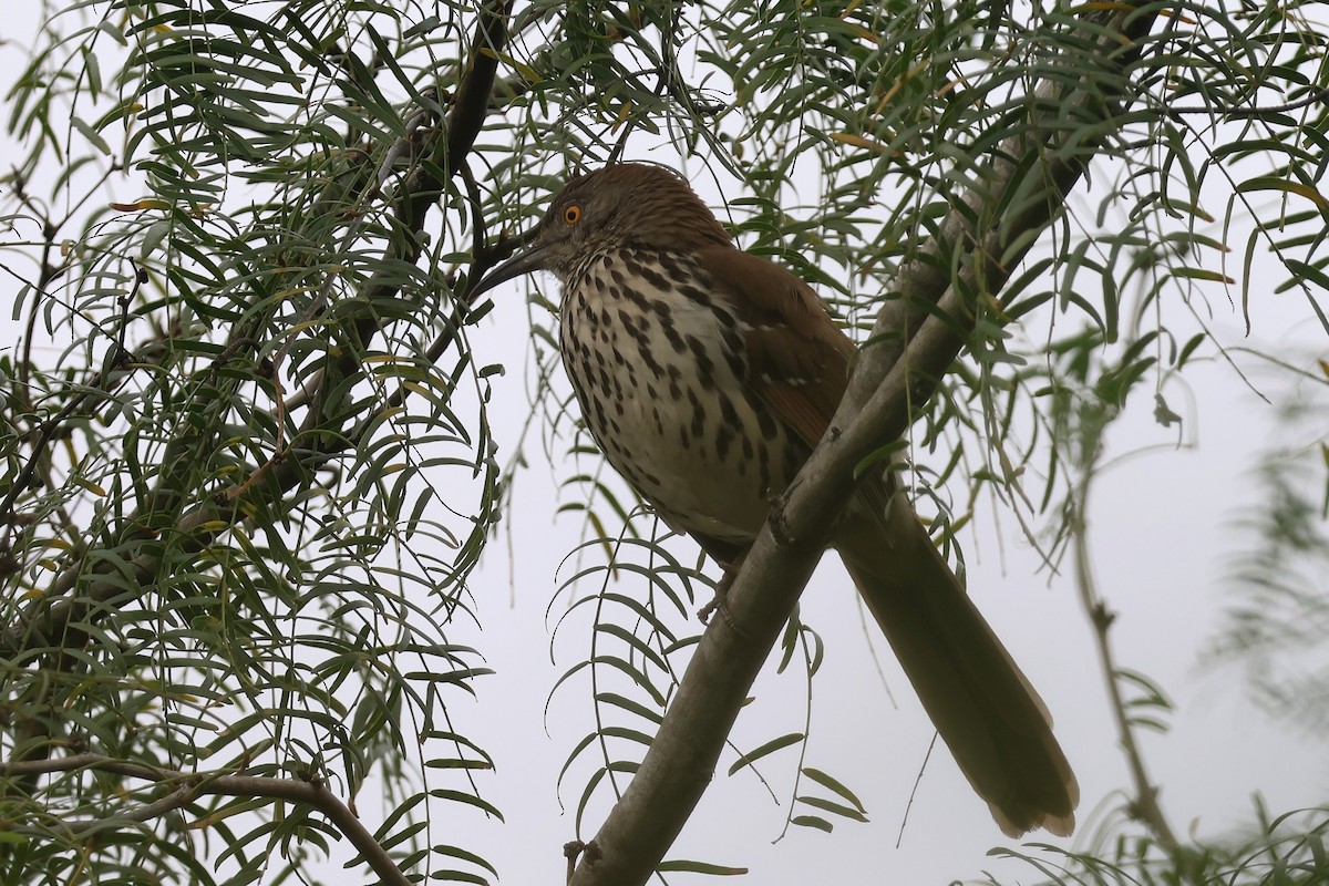 Long-billed Thrasher - ML627258449