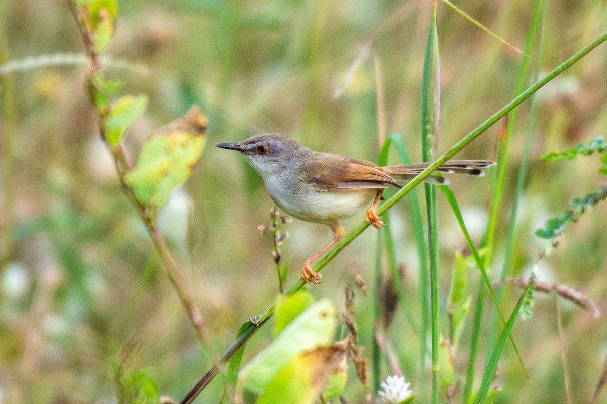 Gray-breasted Prinia - ML627258534