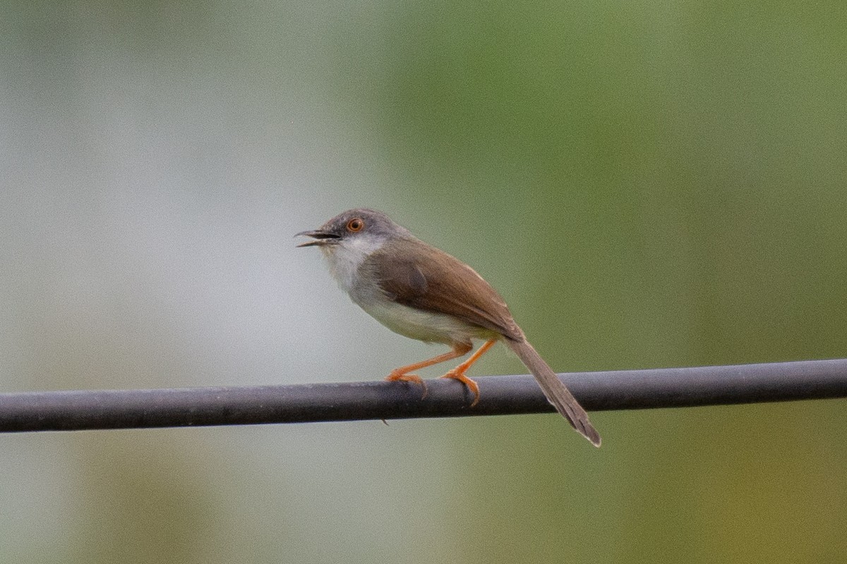 Gray-breasted Prinia - ML627258612