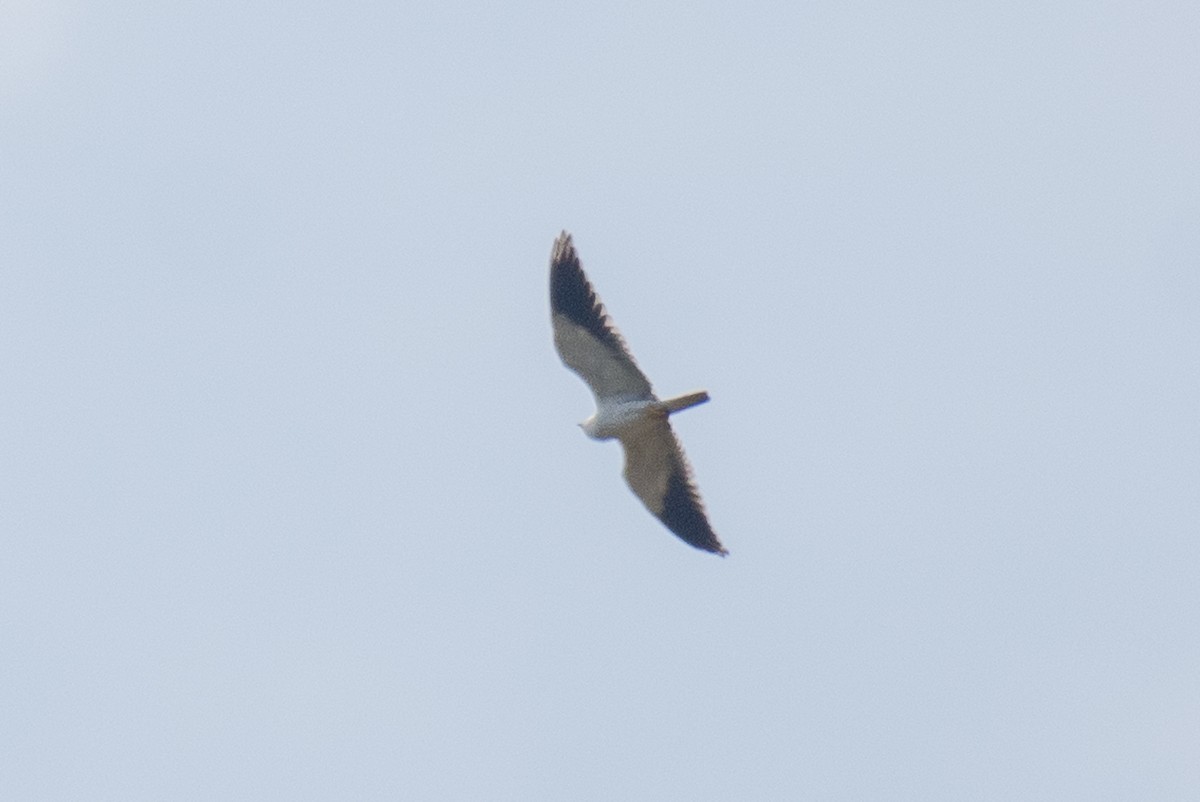 Black-winged Kite - ML627258644