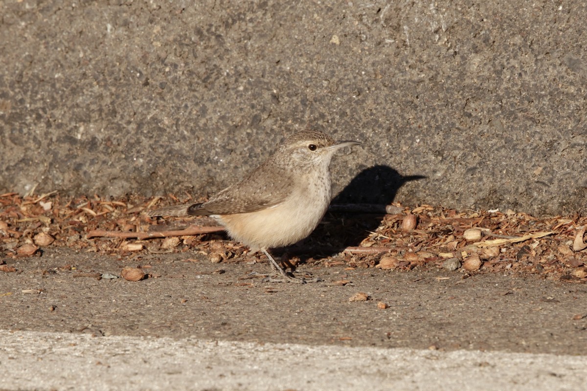 Rock Wren - ML627258656