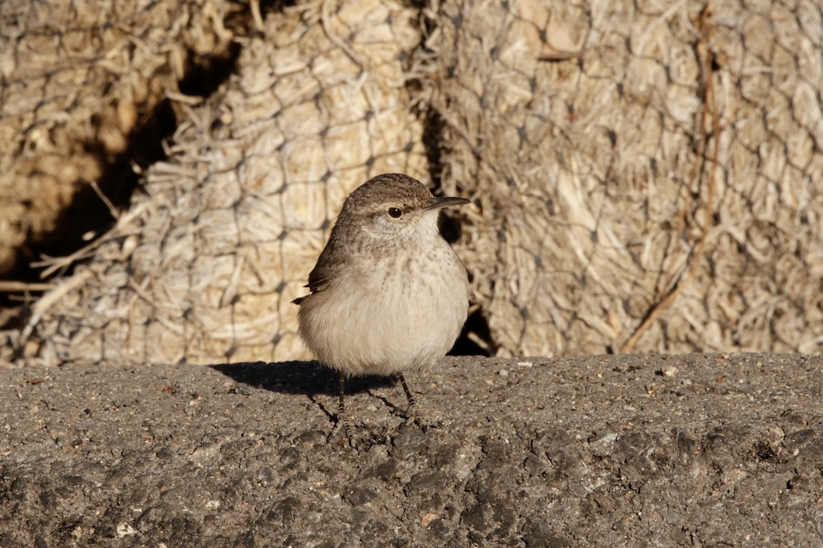 Rock Wren - ML627258657